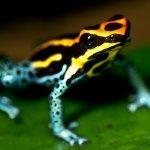 Download Animal Poison Dart Frog PFP