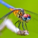 Download Animal Dragonfly PFP