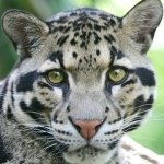 Download Animal Clouded Leopard PFP