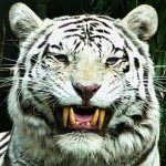 Animal white tiger PFP