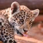 Download Animal Jaguar PFP