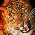 Download Animal Leopard PFP