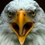 Download Animal Bald Eagle PFP