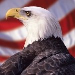Download Animal Bald Eagle PFP