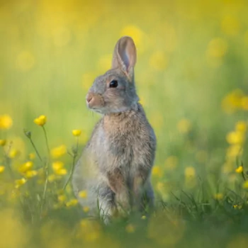 yellow flower rabbit Animal PFP