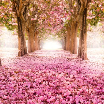  Spring Time