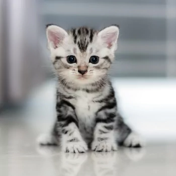 kitten baby animal cat Animal PFP