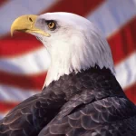 Animal bald eagle PFP