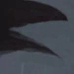 Animal crow PFP