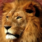 Lion Pfp