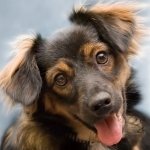 Download Animal Cute PFP