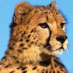 Animal cheetah PFP