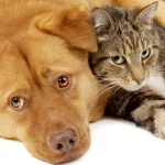 Animal cute PFP