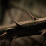 nature close-up PFP