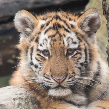 Tiger Cub