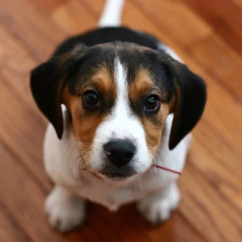  Adorable Beagle Puppy