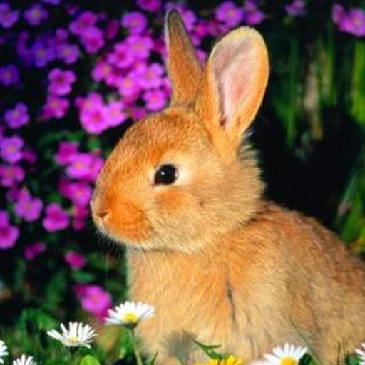 Download Animal Rabbit PFP