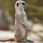  Meerkat On Guard Duty