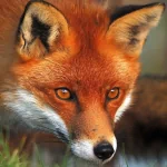Animal fox PFP