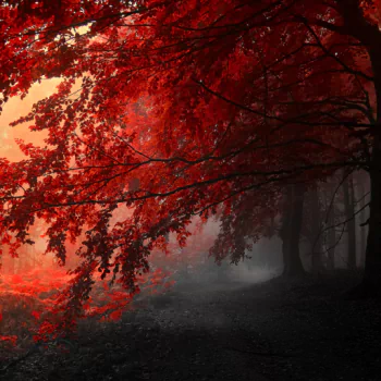  Contrast of Autumn by Janek Sedlář
