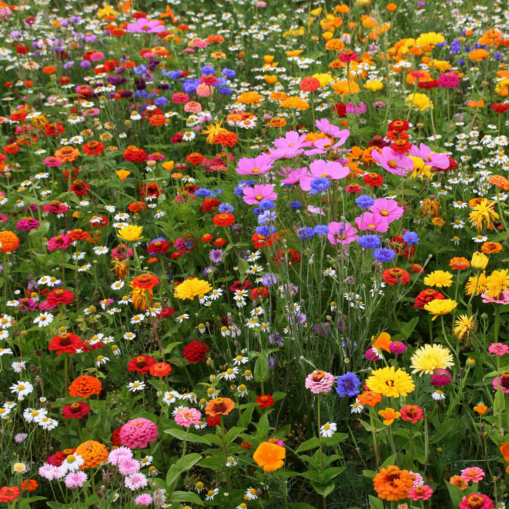 Field of Spring Flowers by Bert Lubbers