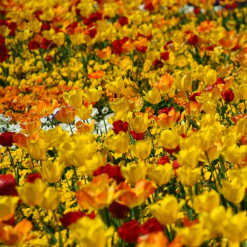  Red, Yellow and Orange Tulip Field