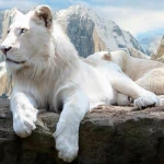 Animal white lion PFP