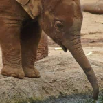 Animal elephant PFP