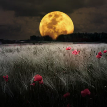 nature moon PFP