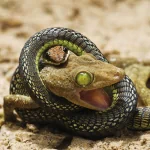 Animal snake PFP