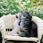  Two Cute Kittens