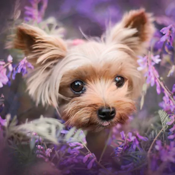 purple flower dog yorkshire terrier Animal PFP