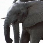 Download Animal Elephant PFP