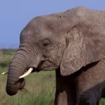 Animal elephant PFP