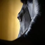 Animal horse PFP