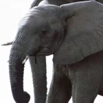 Animal elephant PFP