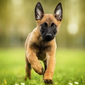 Belgian Malinois PFP