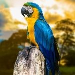 Download Animal Blue-and-yellow Macaw PFP