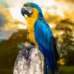 Animal Blue-and-yellow Macaw PFP