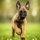 Belgian Malinois