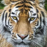A striking close-up of a tiger's face, featuring bold stripes and piercing eyes, serves as a powerful forum avatar or profile photo.