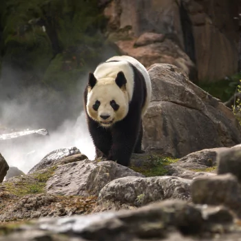 panda Animal PFP