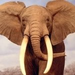 Download Animal Elephant PFP