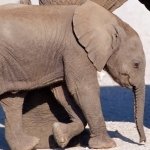 Download Animal Elephant PFP