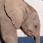 Download Animal Elephant PFP