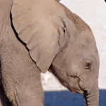 Animal elephant PFP