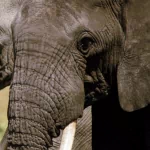 Animal elephant PFP