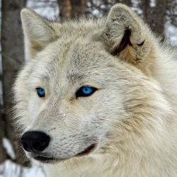 White Wolf with Blue Eyes