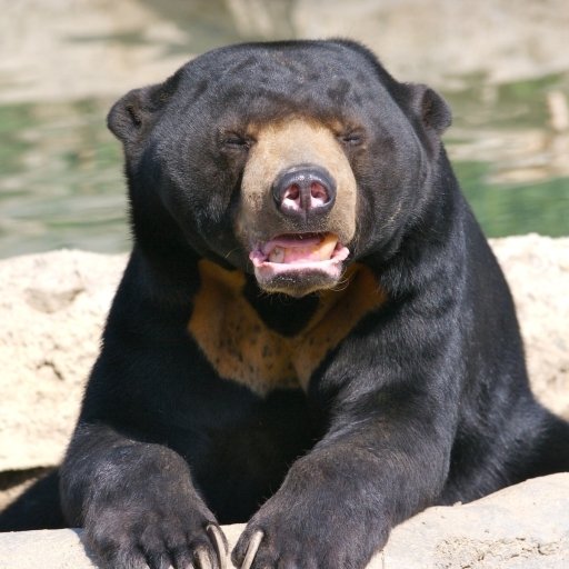 Sun bear