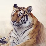  Two Tigers in the Grass